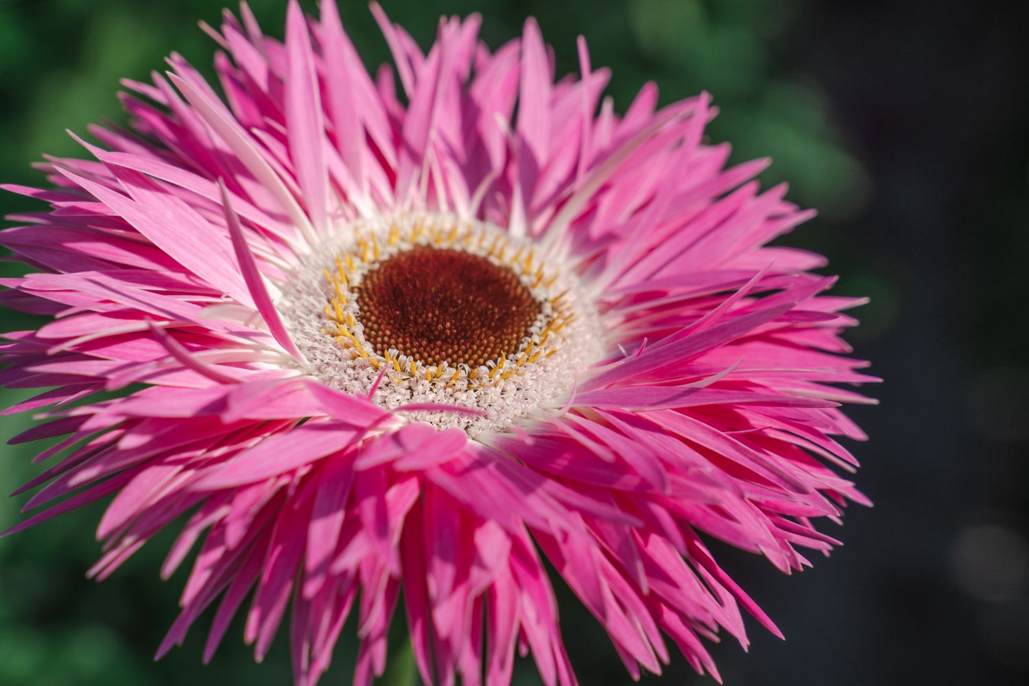Gerbera Stitch - Villa Gerbera
