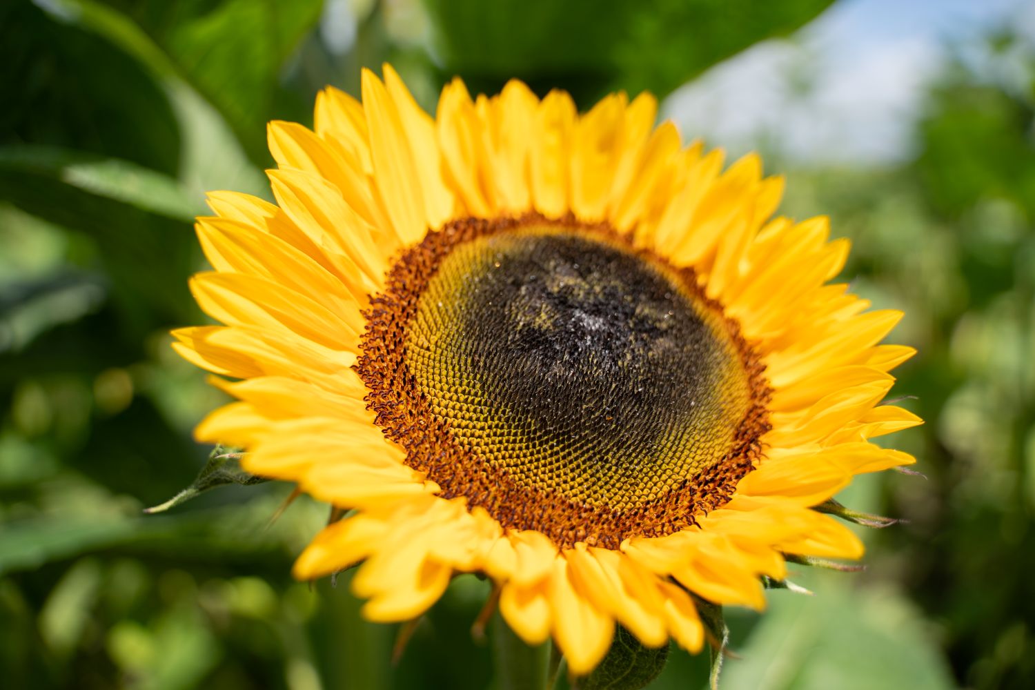 Helianthus Provence - Daily Sunshine