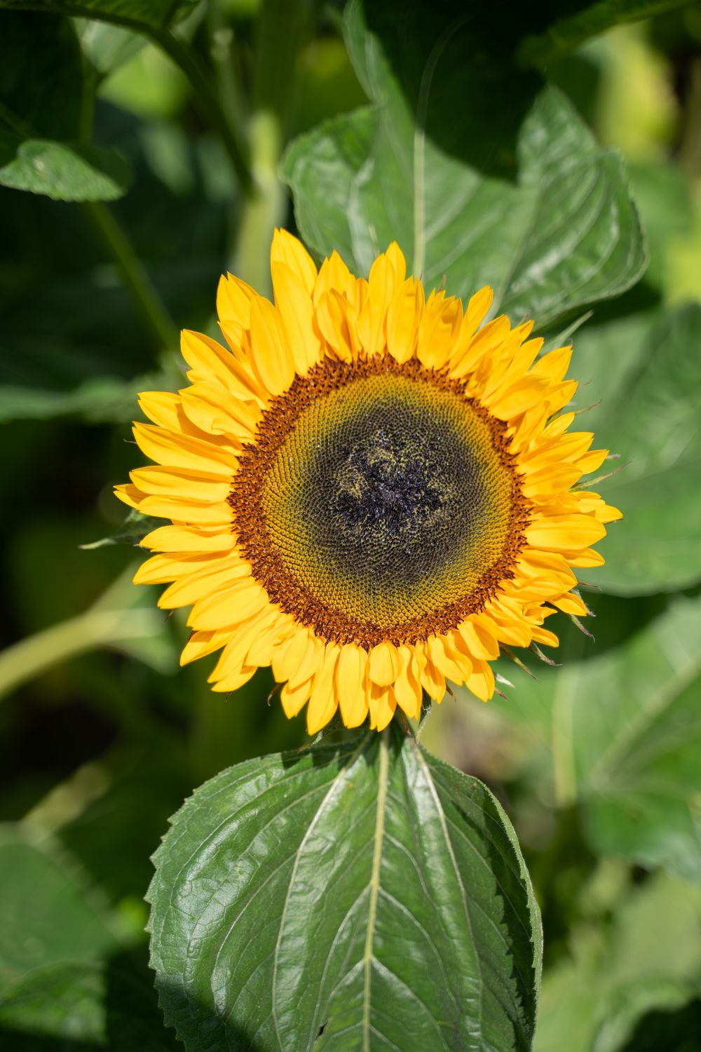 Helianthus Provence - Daily Sunshine