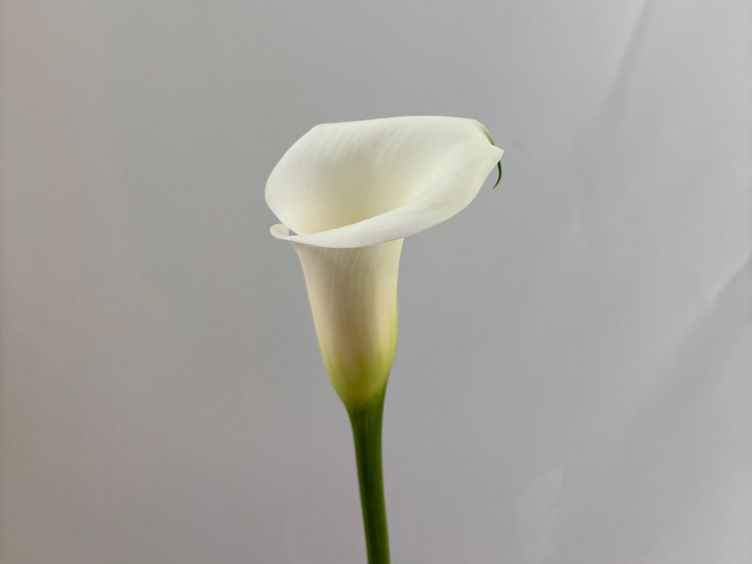 Calla Ivory art - Future Flowers