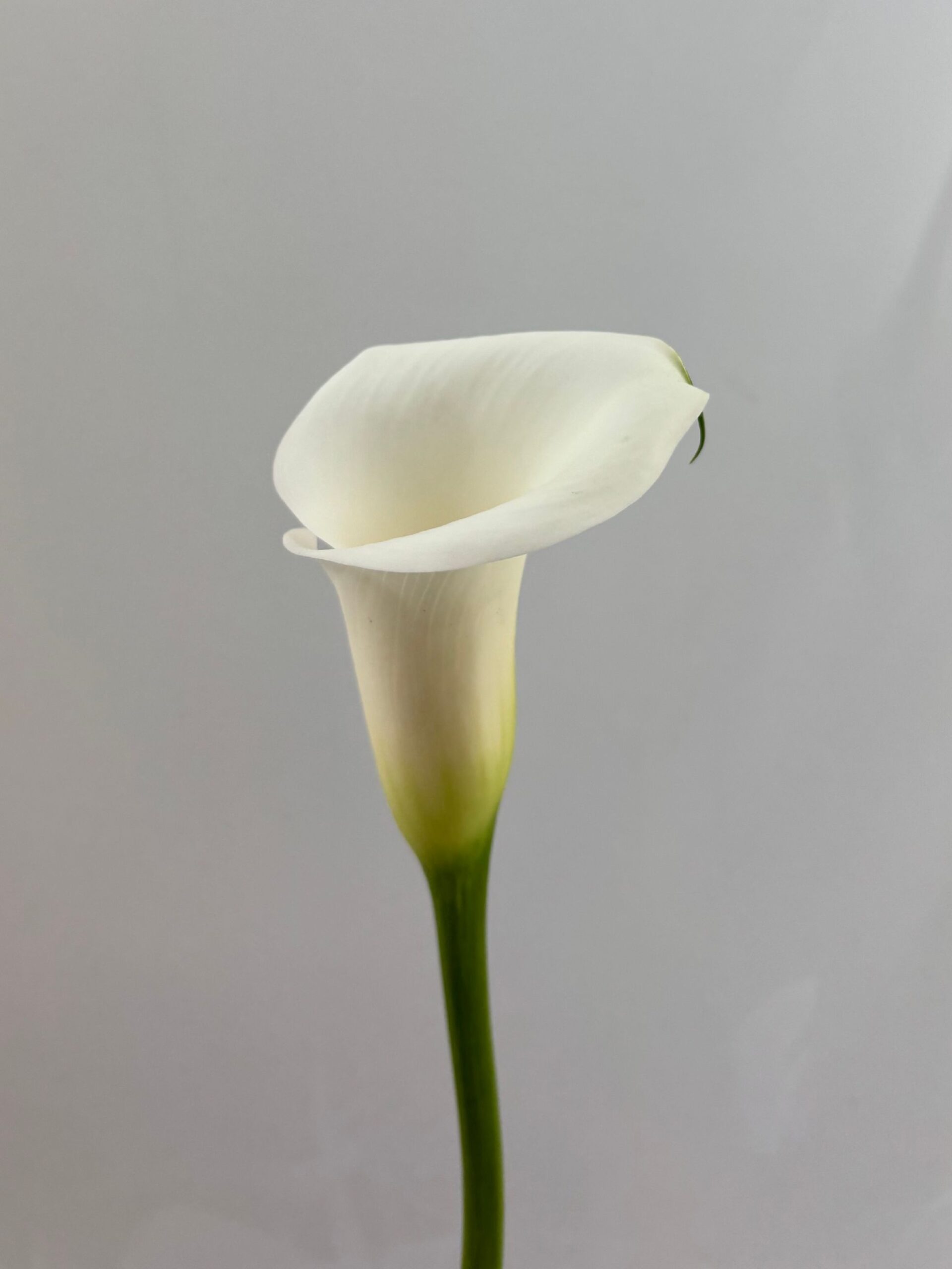 Calla Ivory art - Future Flowers