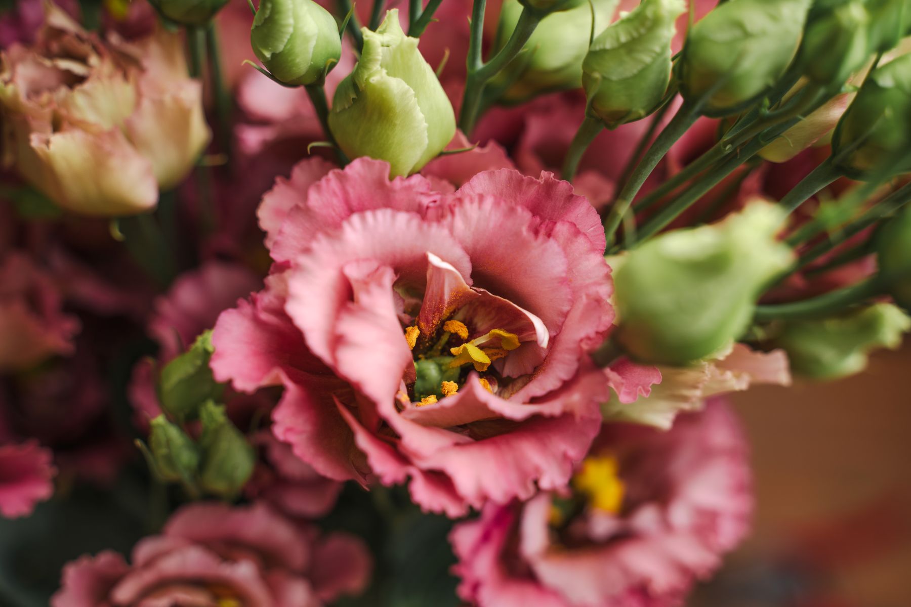 Lisianthus Elece Retro Rose - Montana Lisianthus