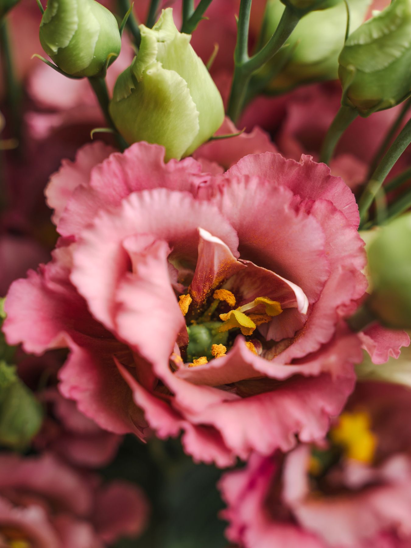 Lisianthus Elece Retro Rose - Montana Lisianthus