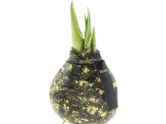 No Water Flower Amaryllis Decorum Galaxy black