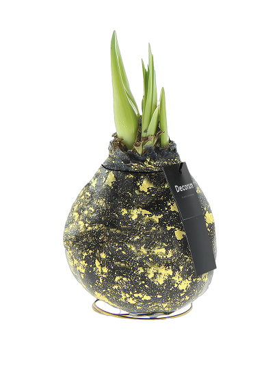 No Water Flower Amaryllis Decorum Galaxy black