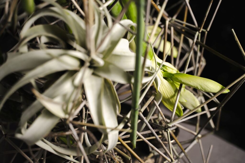 Tomasz Kuczinsky Close up