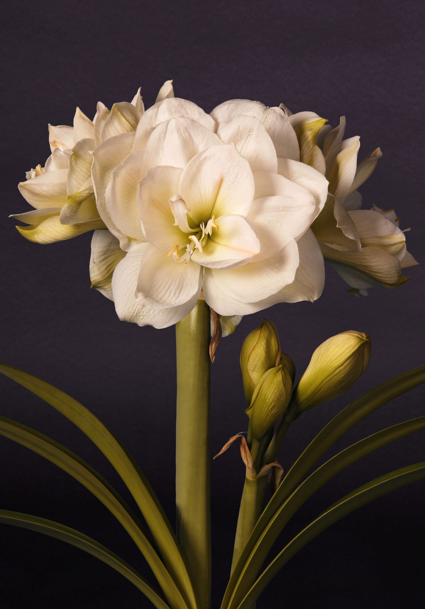 White Amadeus - Vreugdenhil Bulbs & Plants