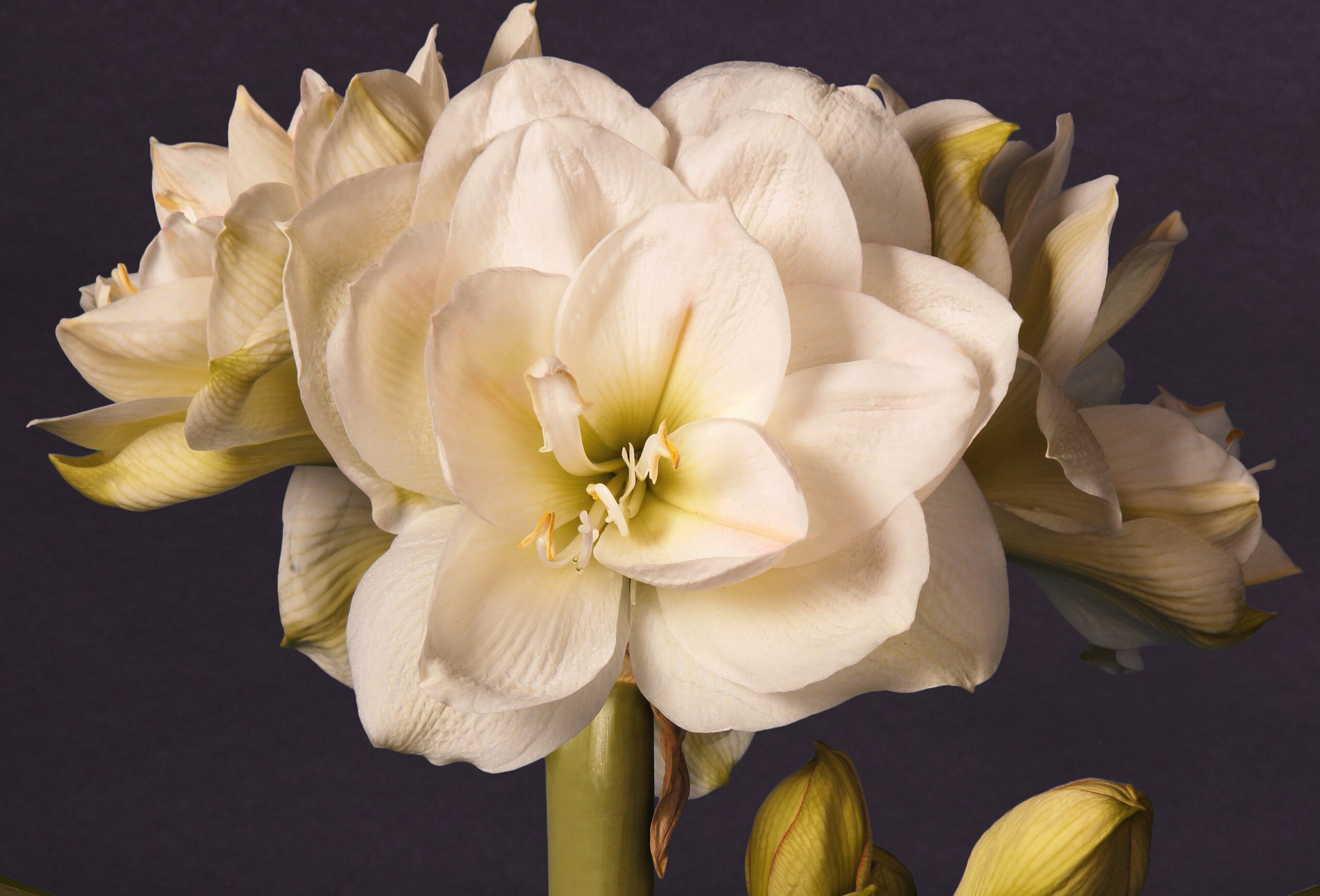 White Amadeus - Vreugdenhil Bulbs & Plants