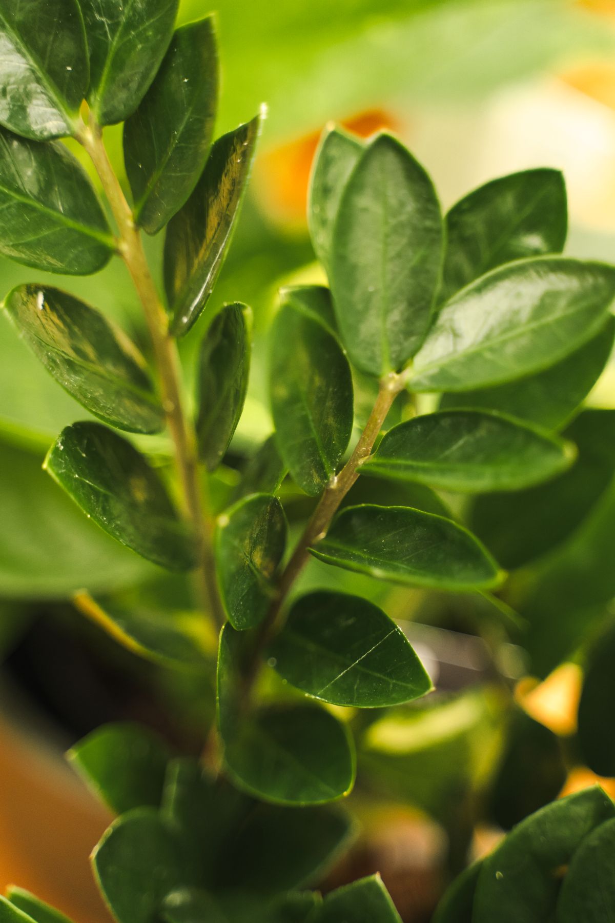 Zamioculcas Lima - Duijn-Hove