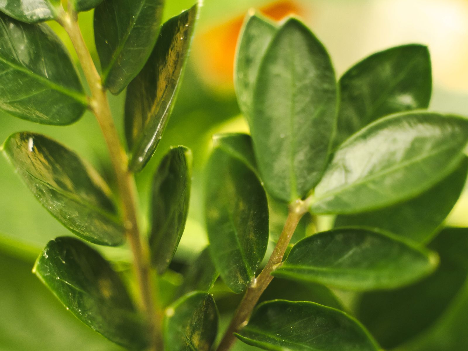Zamioculcas Lima - Duijn-Hove