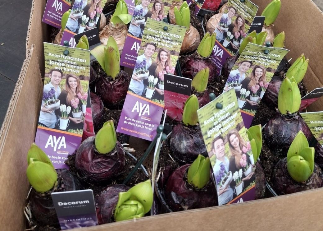 Bollenactie Aya Fonds