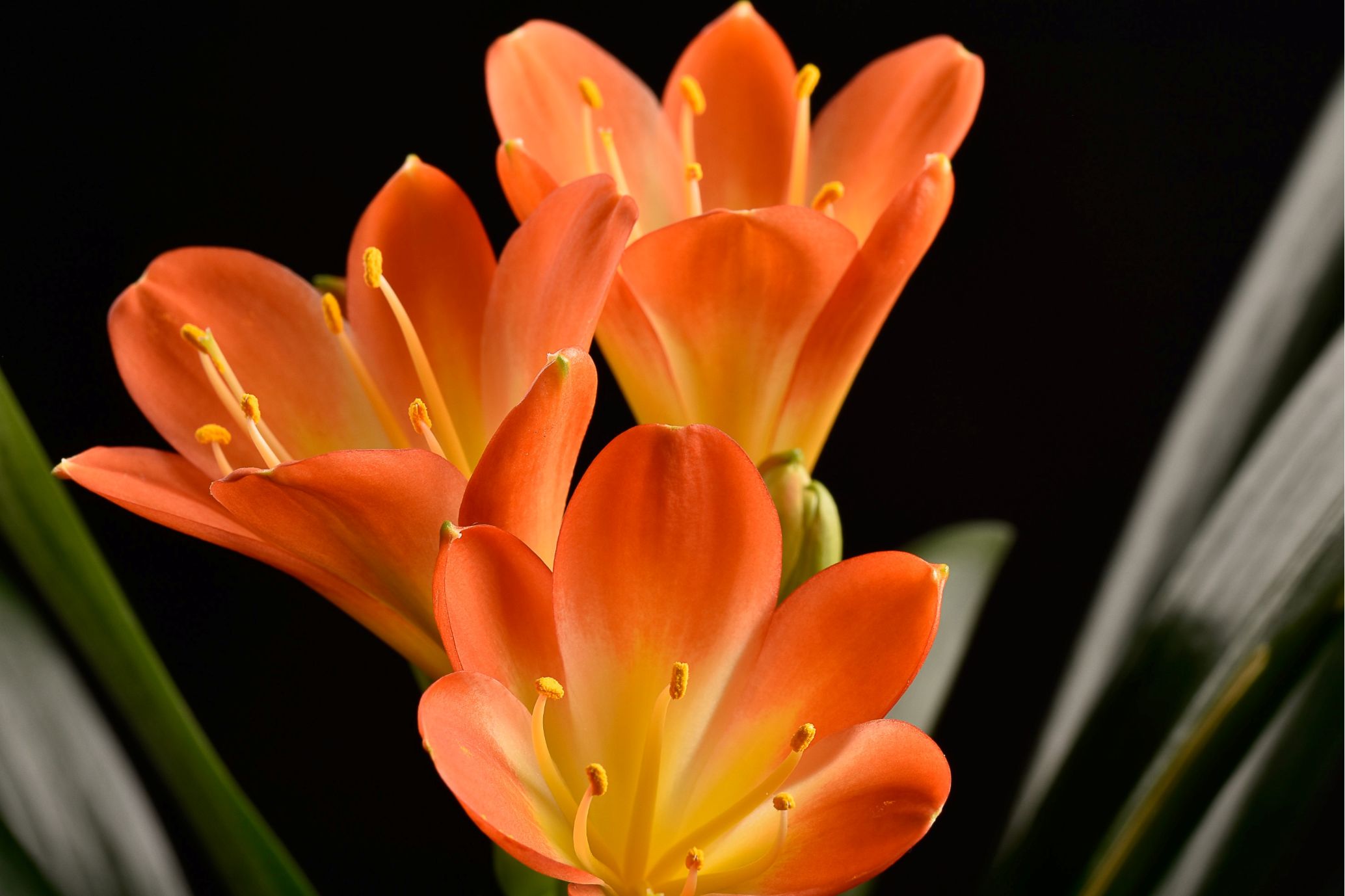 Cliva Orange (Sint-Jozefplant)