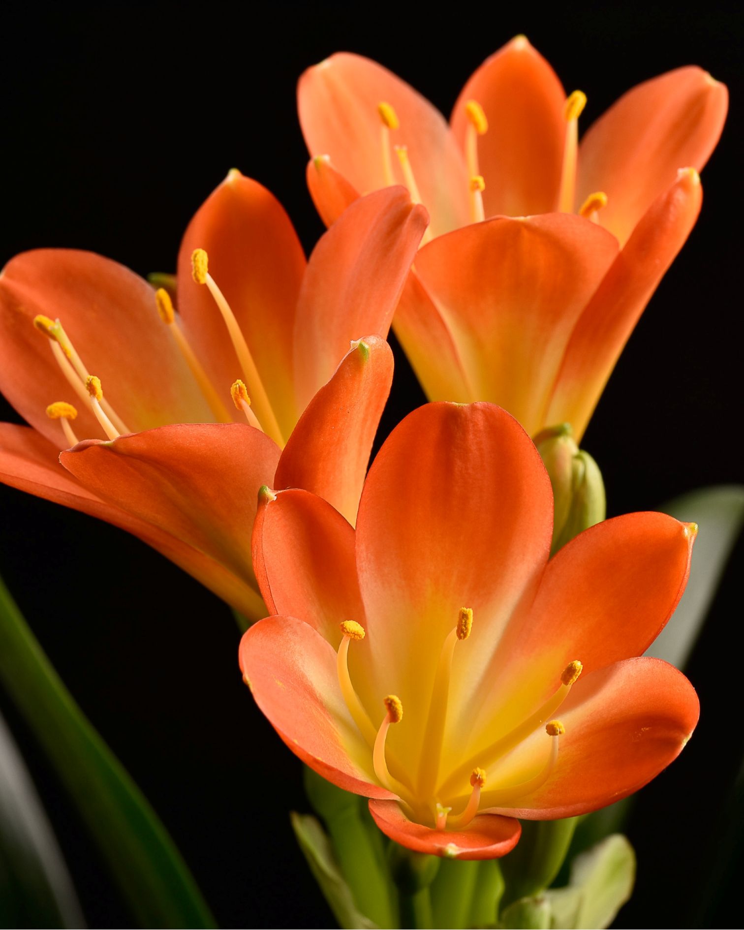 Cliva Orange (Sint-Jozefplant)