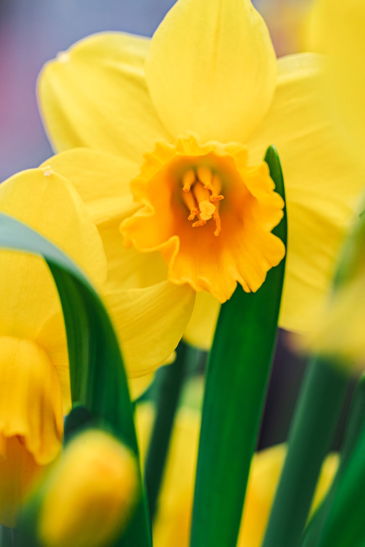 Narcissus Big Deal Decorum