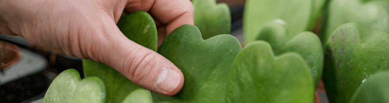 Decorum concepts - Crafted with care