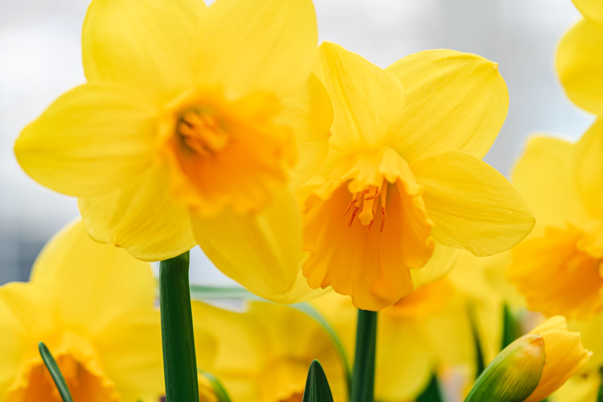 Narcissus Big Deal Decorum