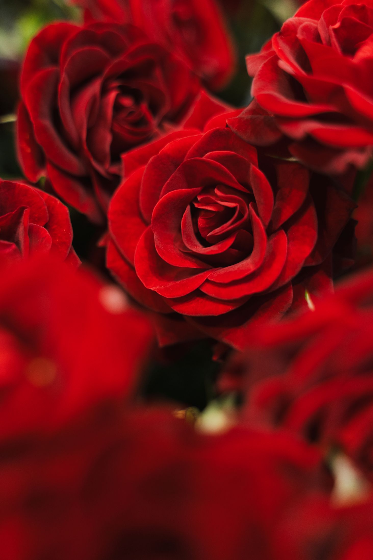 Rosa Caradonna Decorum