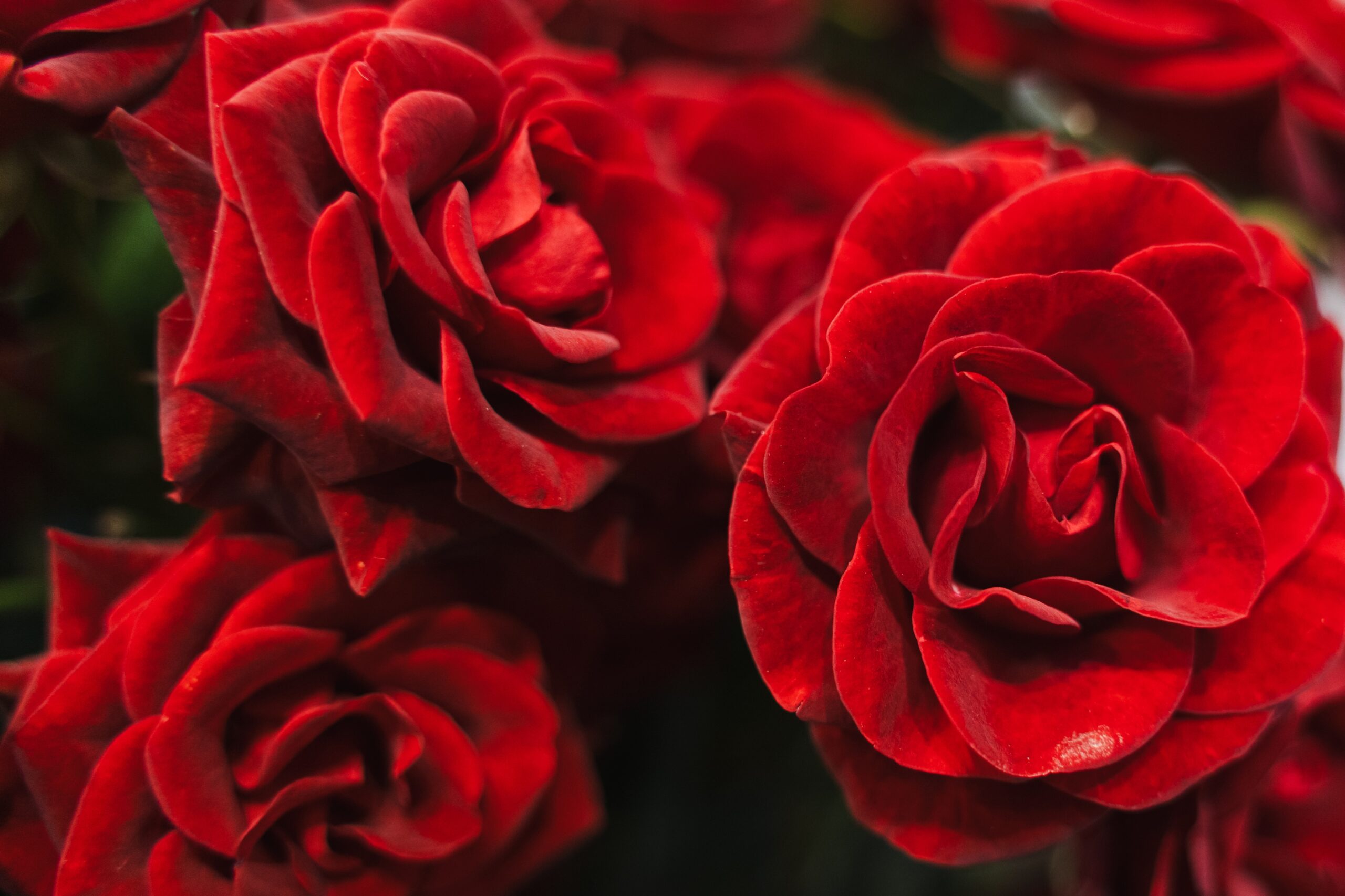 Rosa Caradonna Decorum