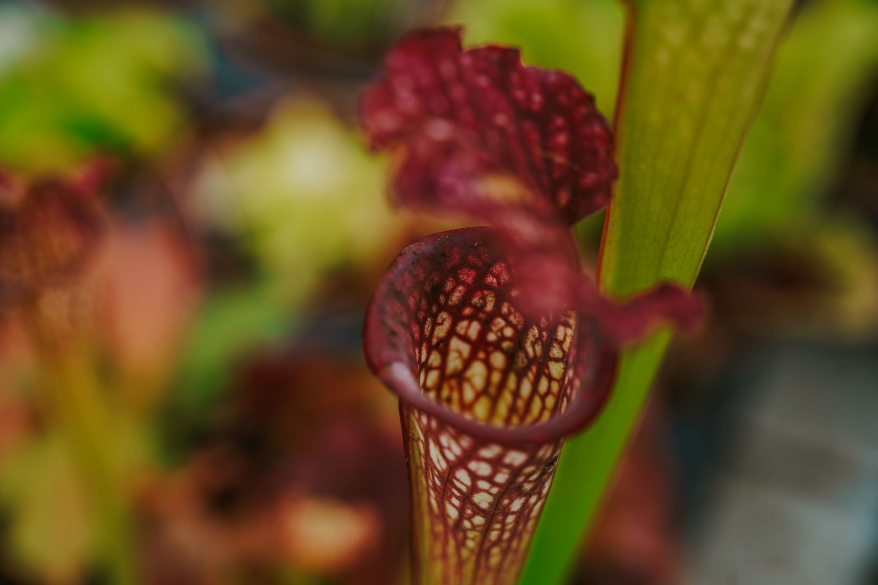 Sarracenia - Laguna