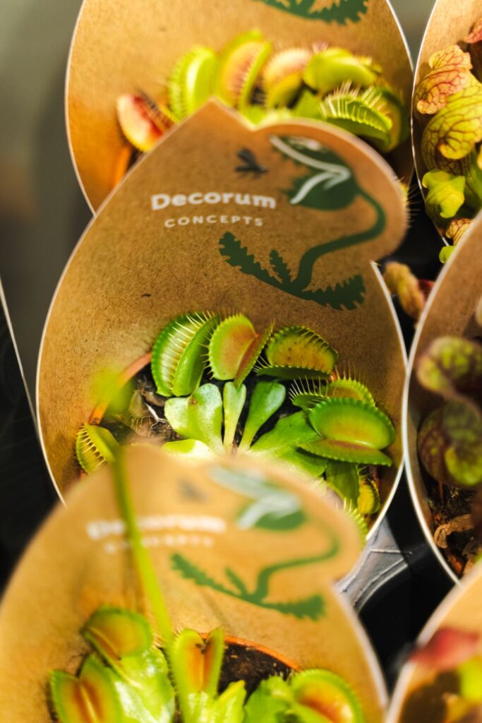 Carnivorous Decorum Concepts