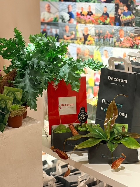 Decorum Madrid Blooms