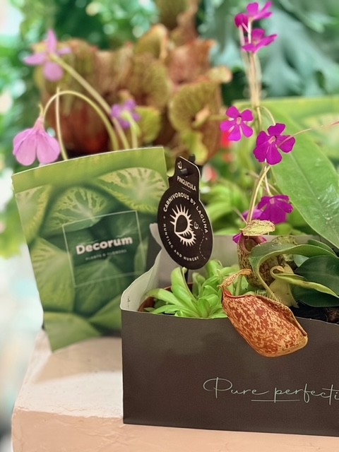 Decorum Madrid Blooms