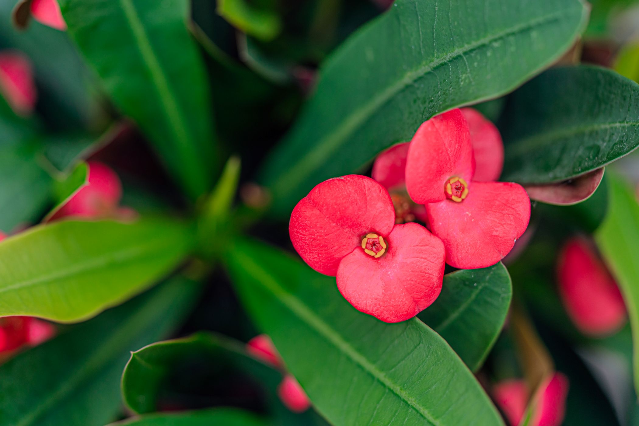 Euphorbia Milii - Christusdoorn