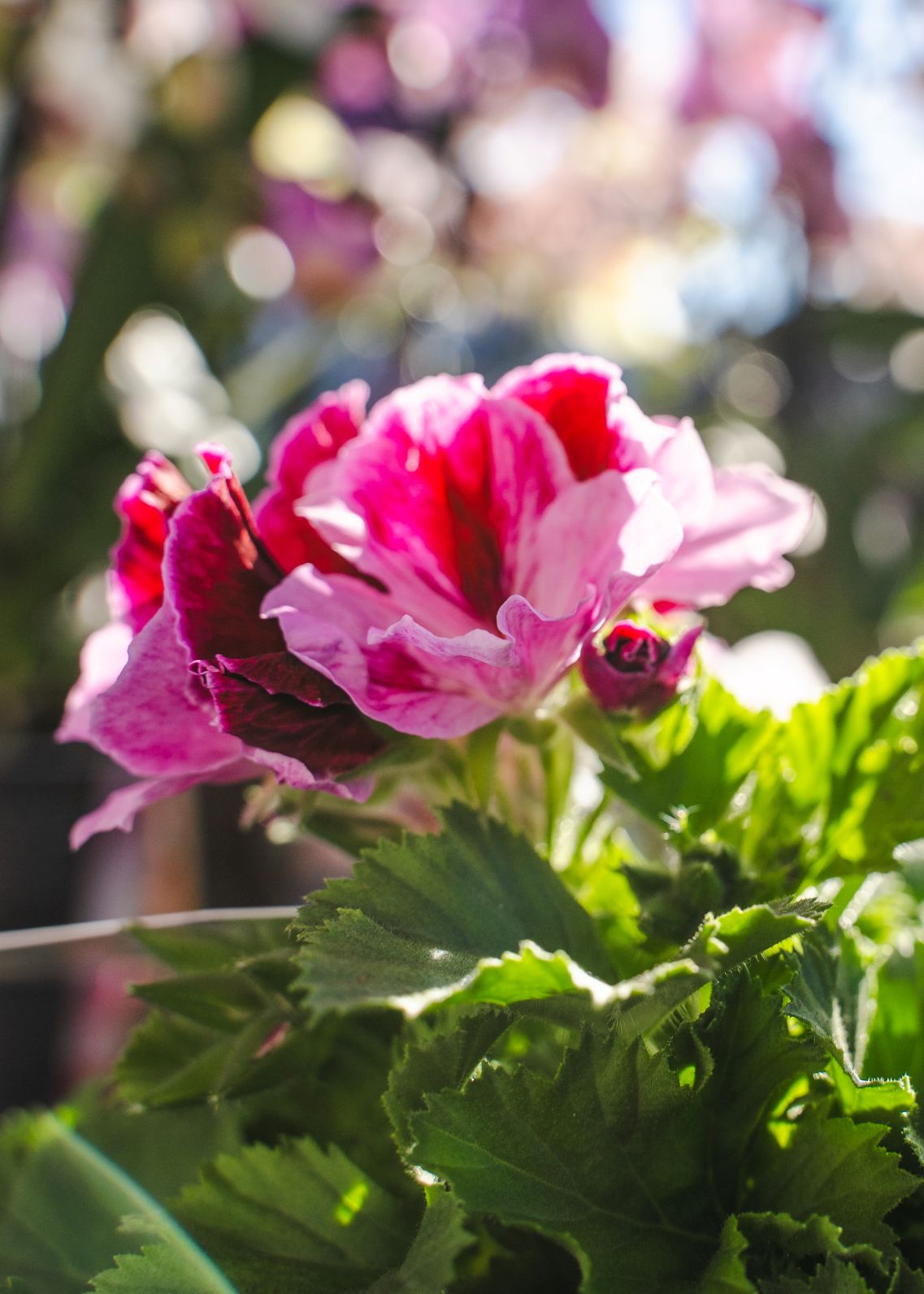 Franse Geranium - Pelargonium Grandiflorum