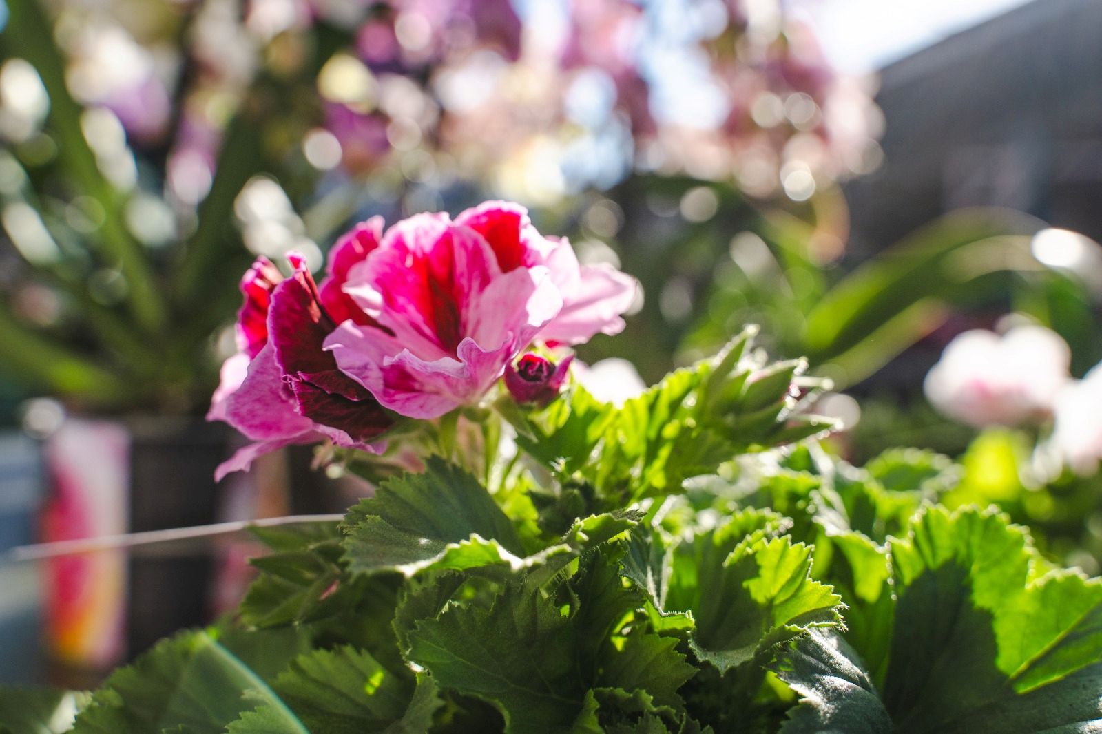 Pelargonium (Franse Geranium)