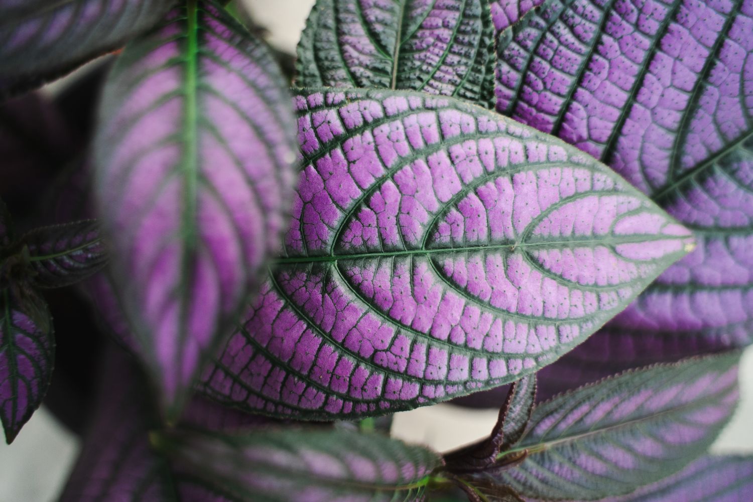 Strobilanthes Metallica - Perzisch schild