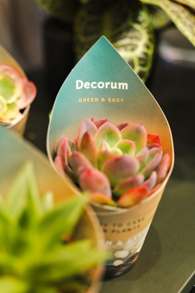 Succulenten Decorum Green & Easy
