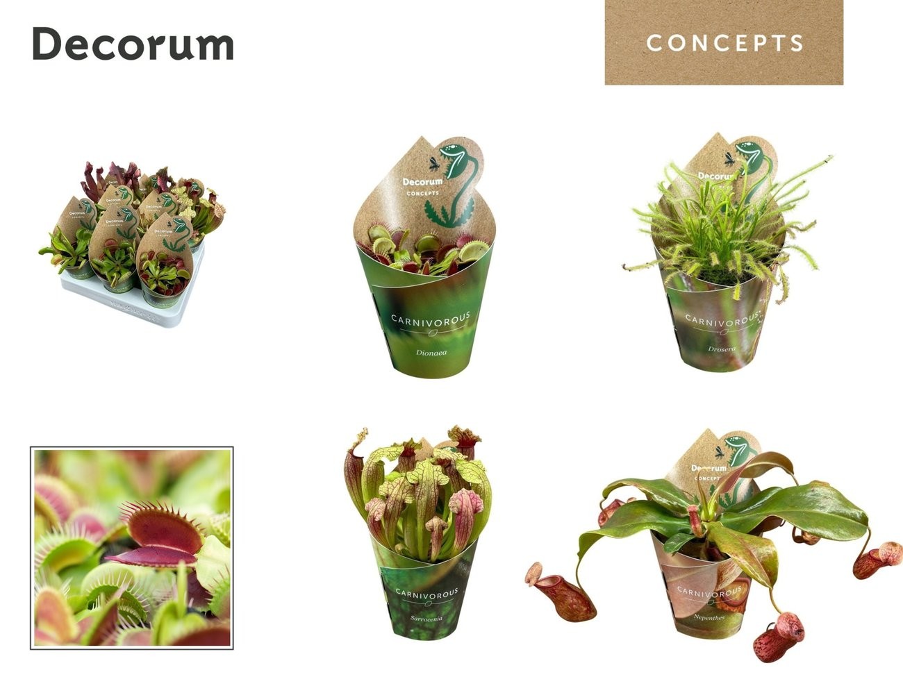 Vleesetende planten - Decorum