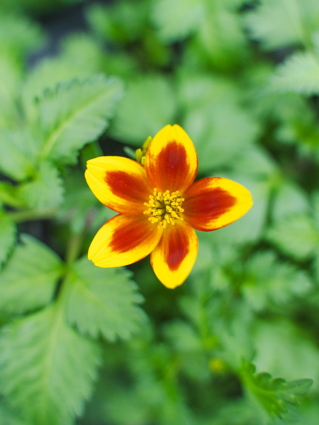 Bidens (Tandzaad)