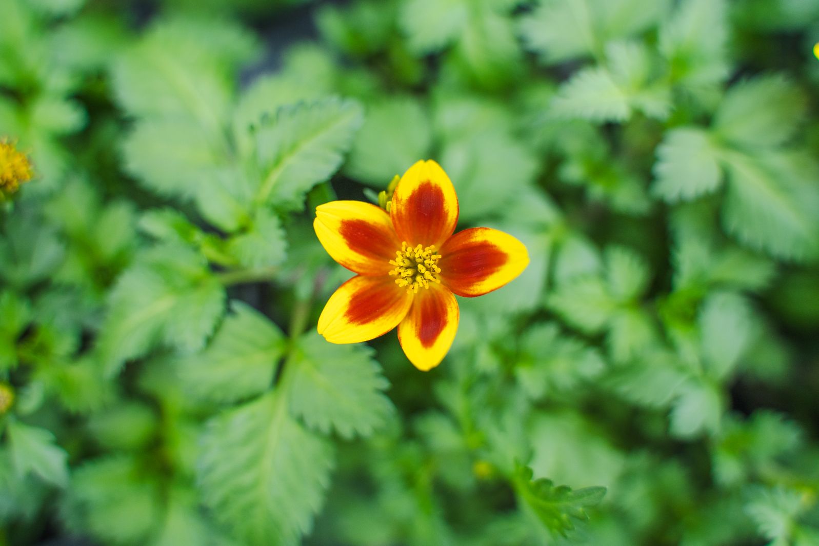 Bidens (Tandzaad)
