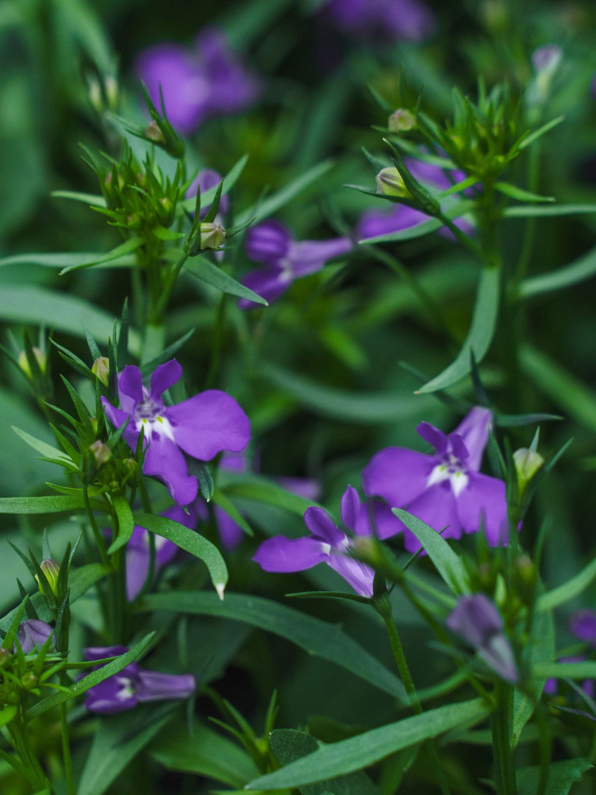 Lobelia Erinus (Tuinlobelia)