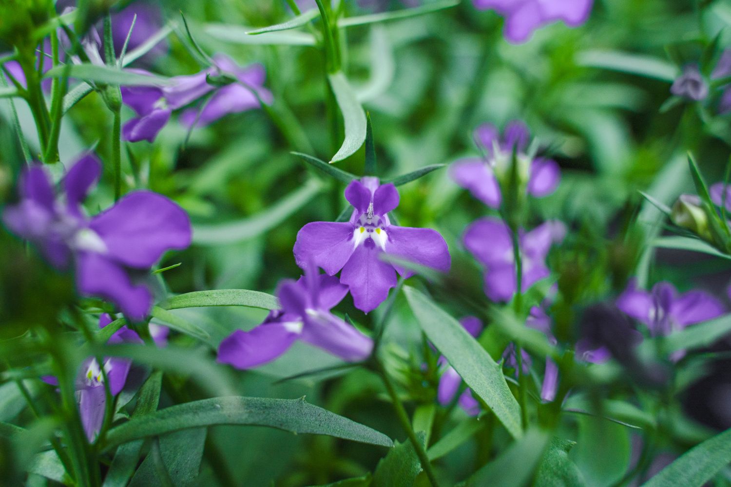 Lobelia Erinus (Tuinlobelia)