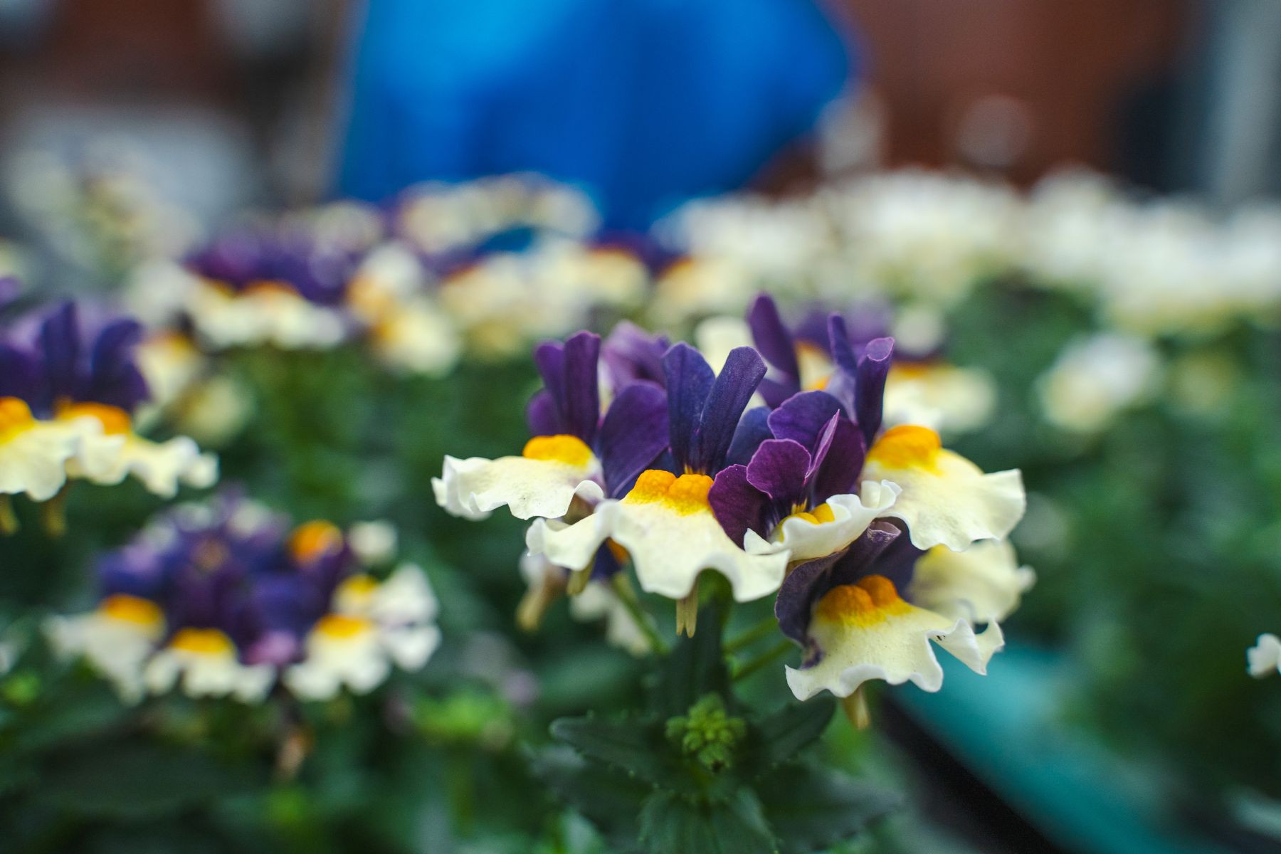 Nemesia paars wit