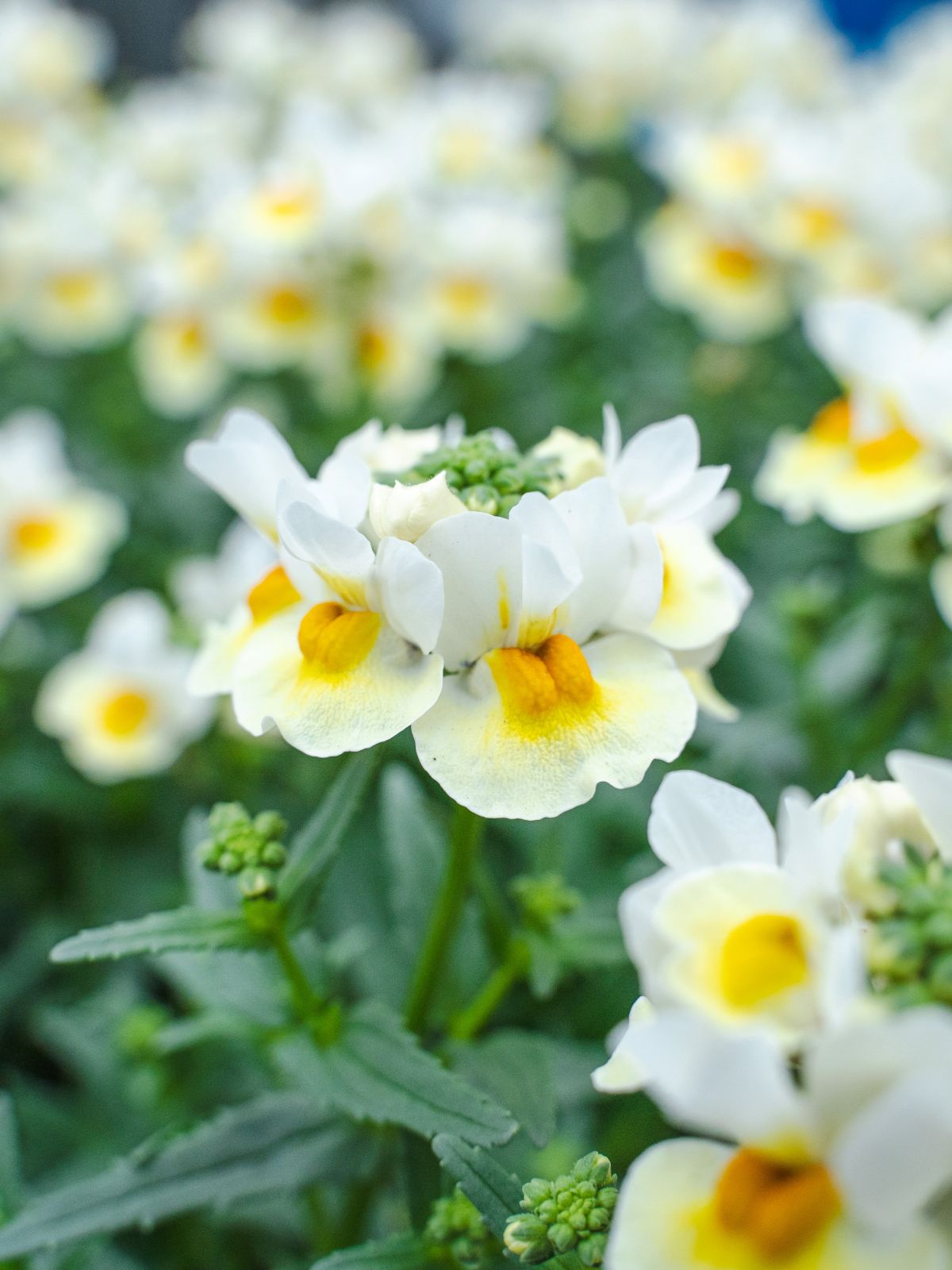 Nemesia wit