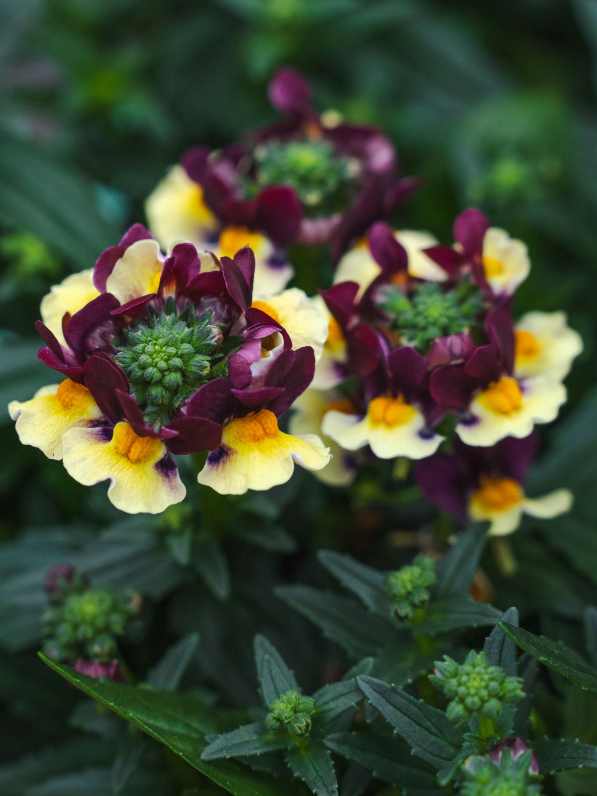Nemesia