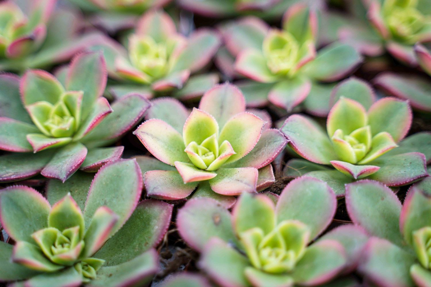 Aeonium Kiwi
