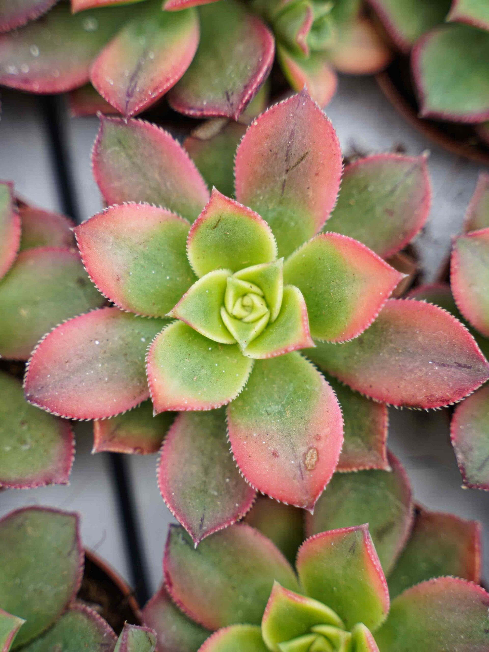 Aeonium Kiwi
