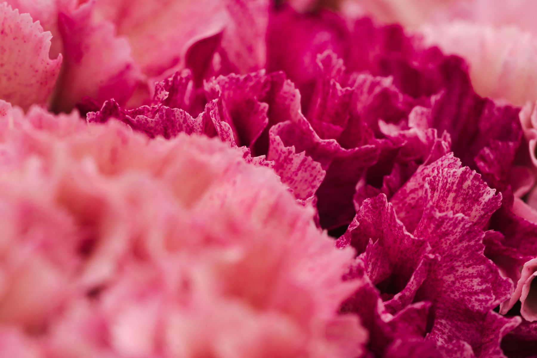 Dianthus (Anjer) Divine Flowers