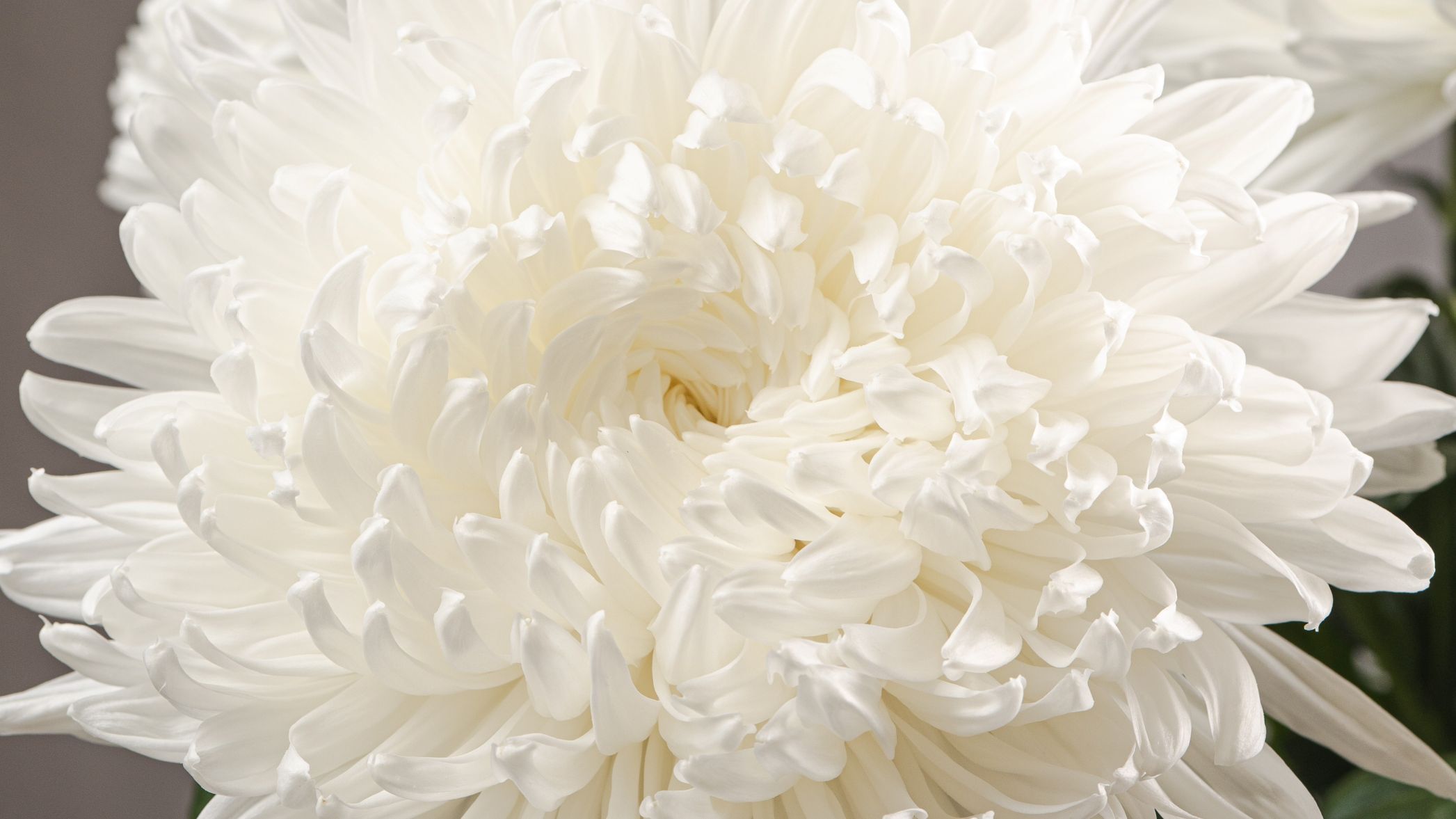 Chrysanthemum Stravina Arcadia