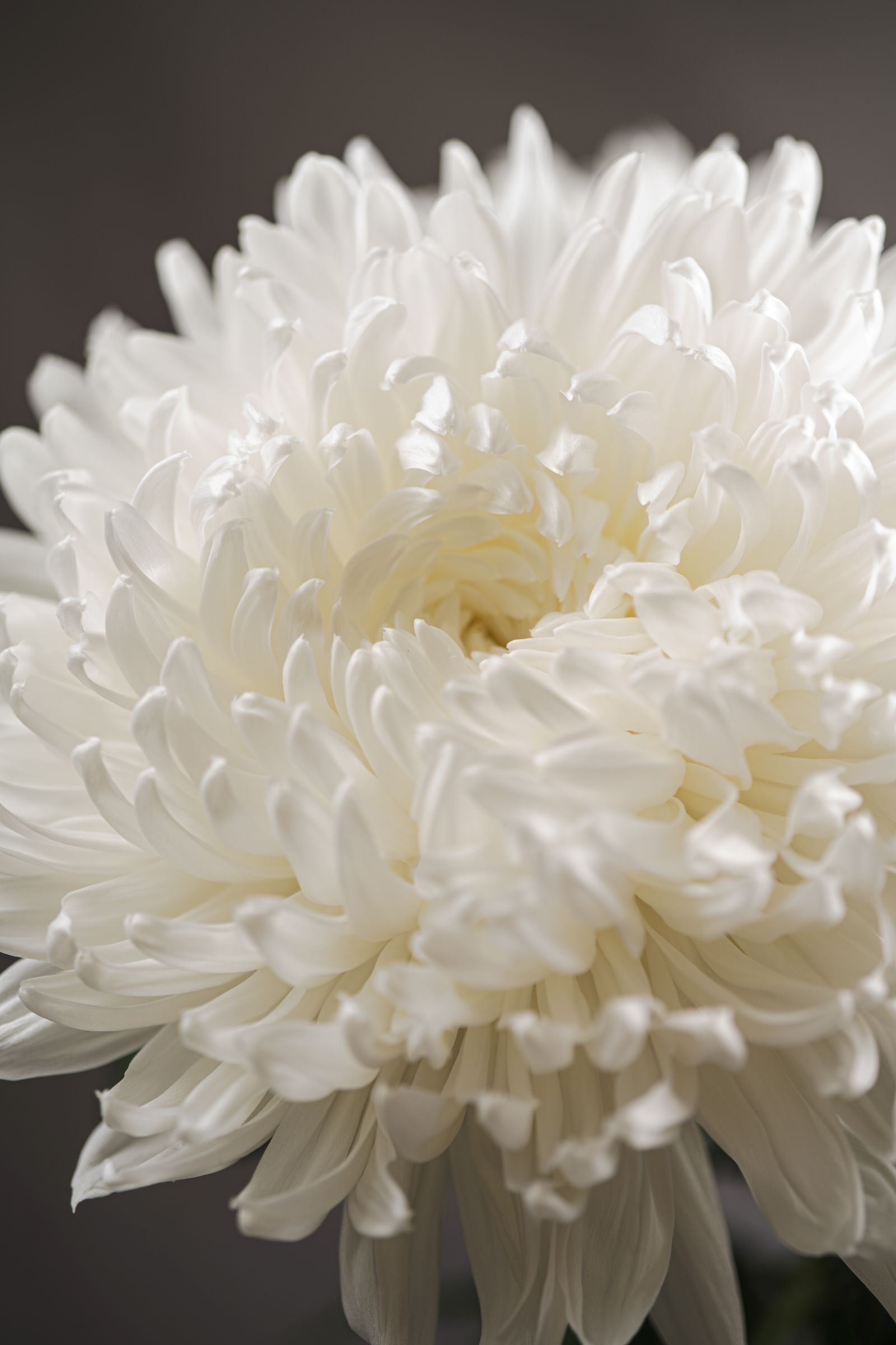 Chrysanthemum Stravina Arcadia