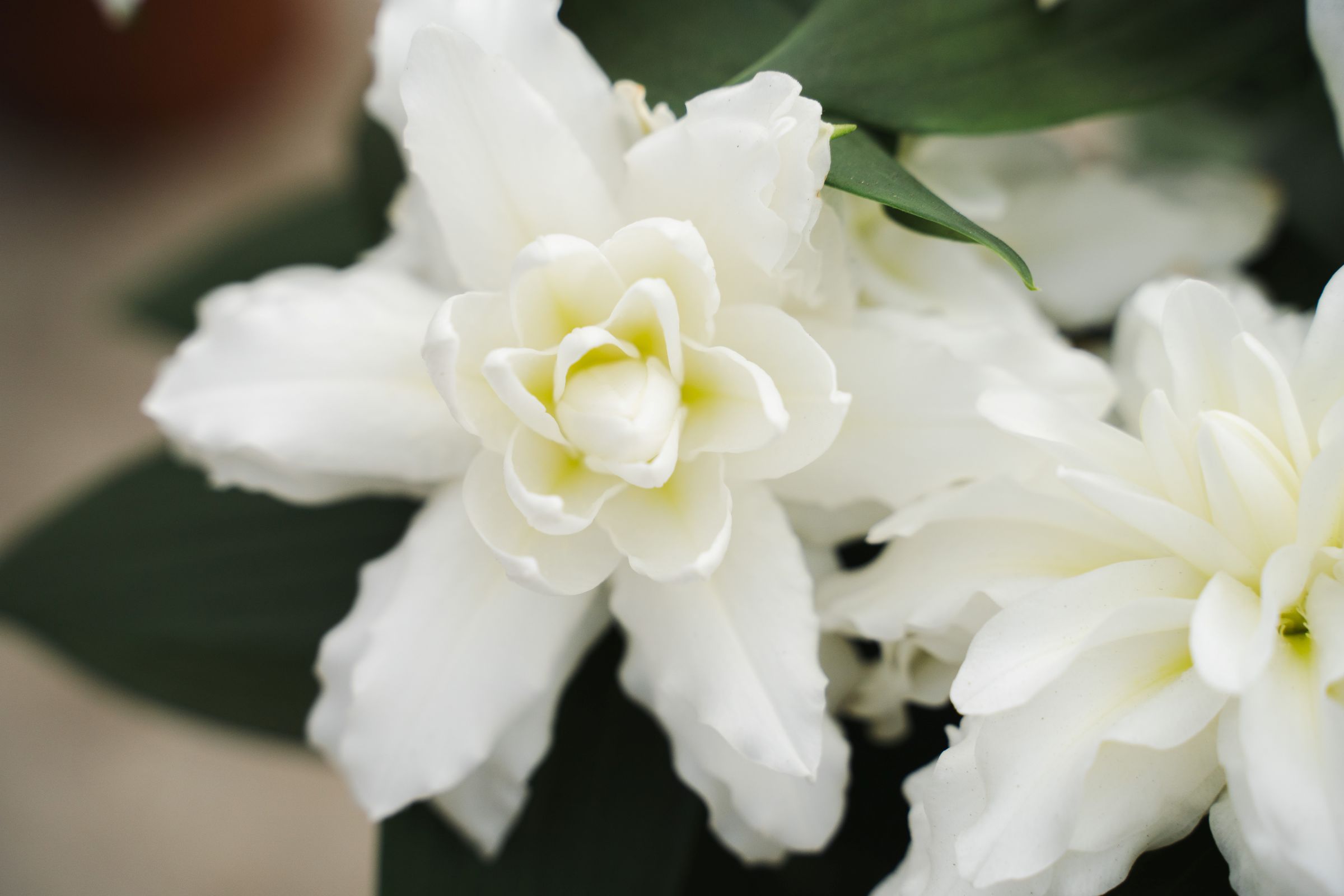 Lilium Double Dante