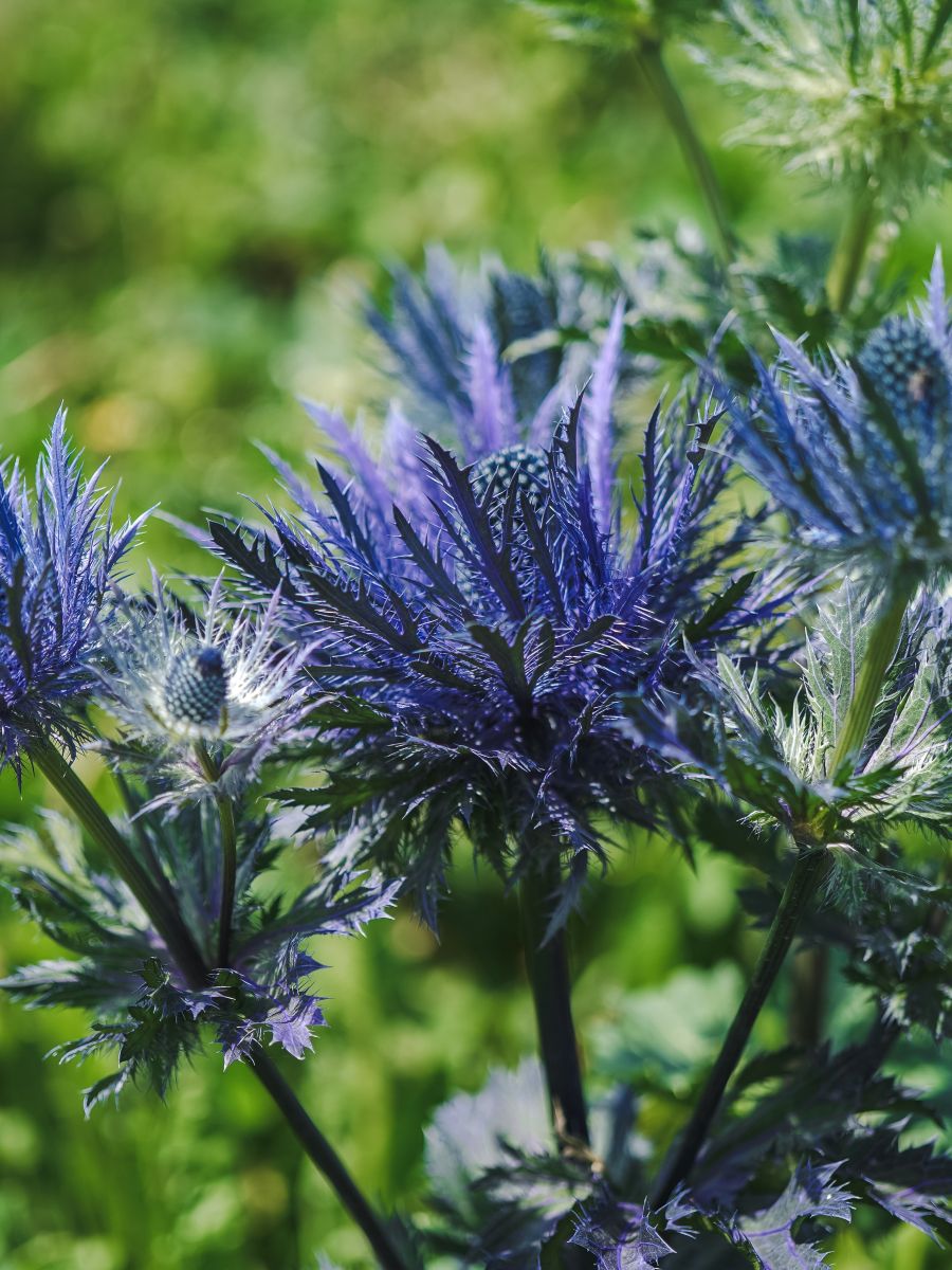 Eryngium (Kruisdistel) - Kroon Flowers