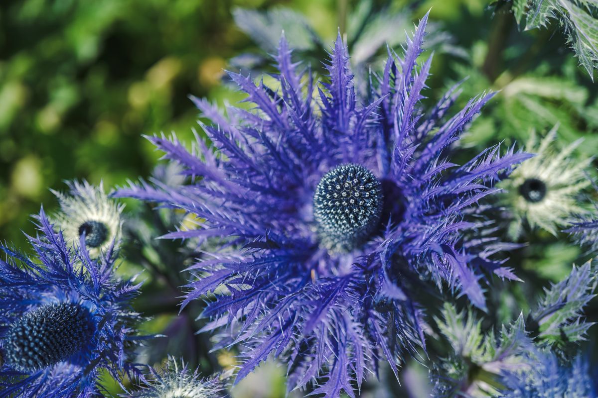 Eryngium (Kruisdistel) - Kroon Flowers
