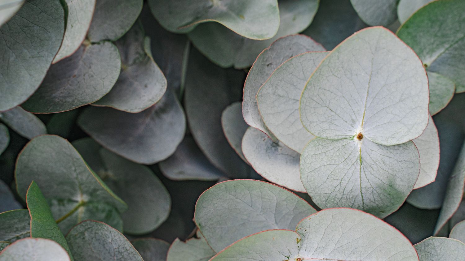 Eucalyptus Decorum
