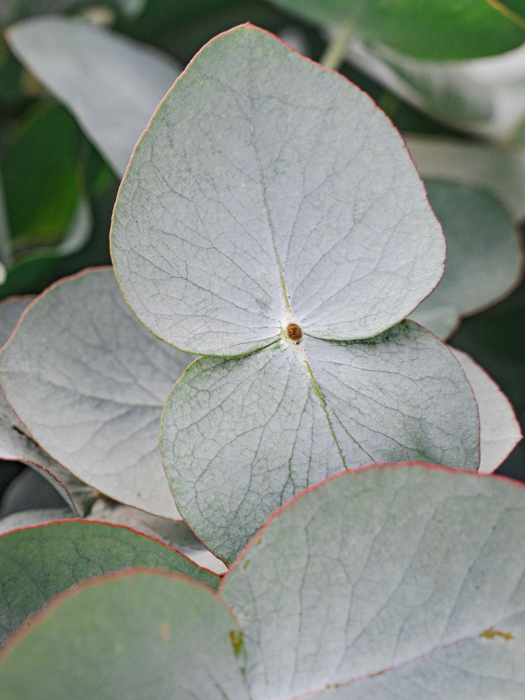 Eucalyptus Decorum