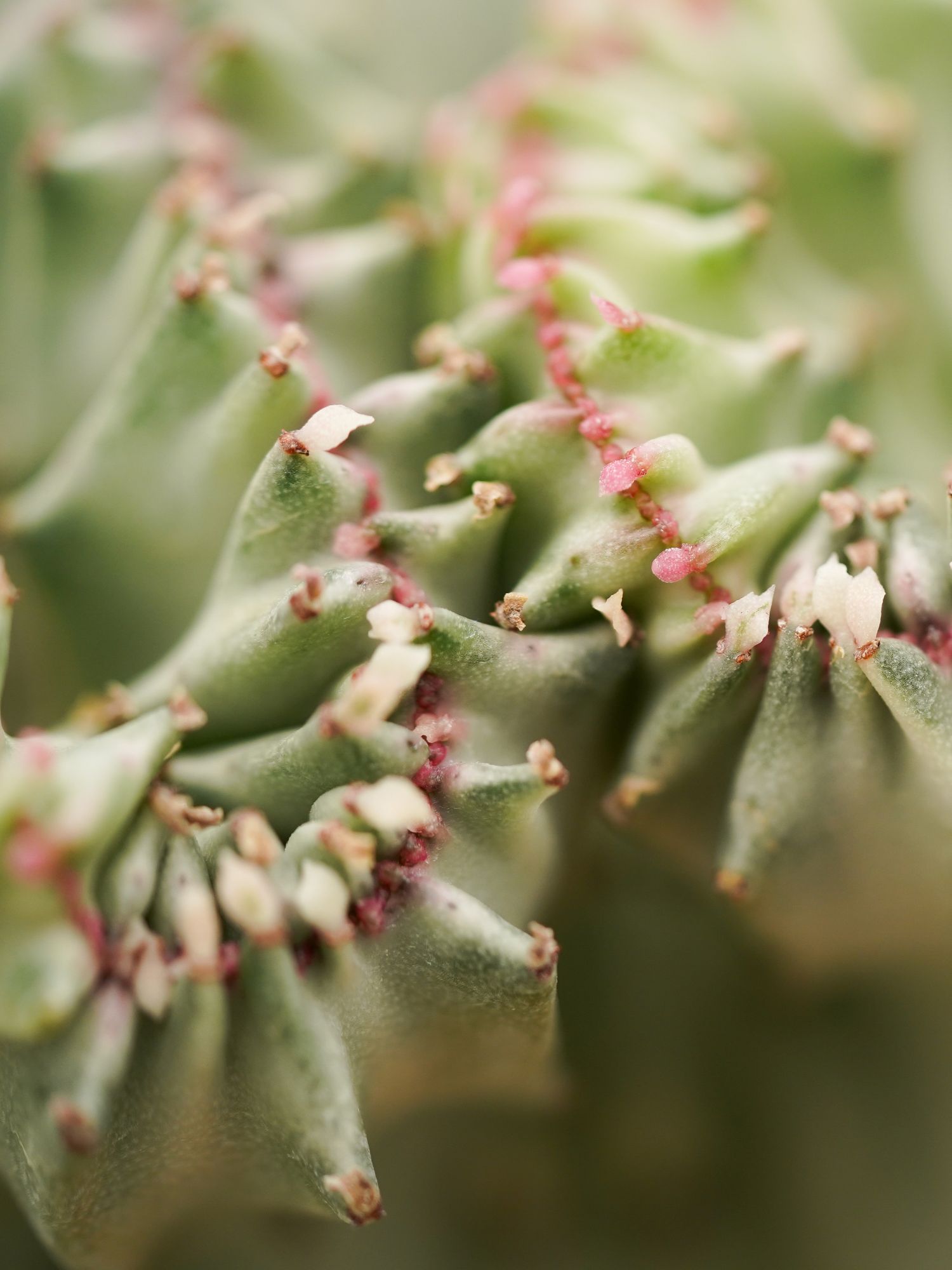 Euphorbia Lactea (Kandelaarplant)